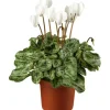 Alpenveilchen Farbmix Topf-Ø ca. 12 cm Cyclamen