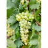 Vitis Vinifera Weinrebe Gelb 80–100 cm